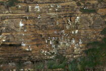 Cliffs at Pointe du Hoc. © Philip Plisson / Plisson La Trinité / AA22594 - Photo Galleries - Site of Interest [14]
