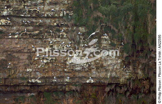 Cliffs at Pointe du Hoc. - © Philip Plisson / Plisson La Trinité / AA22595 - Photo Galleries - From Honfleur to Saint-Vaast-La-Hougue