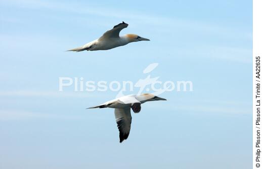 Fou de Bassan. - © Philip Plisson / Plisson La Trinité / AA22635 - Nos reportages photos - Oiseau marin