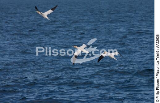 Gannet - © Philip Plisson / Plisson La Trinité / AA22636 - Photo Galleries - Fauna and Flora