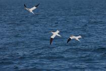 Fou de Bassan. © Philip Plisson / Plisson La Trinité / AA22636 - Nos reportages photos - Oiseau marin