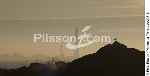 Le phare de l'île Vierge - © Philip Plisson / Plisson La Trinité / AA22818 - Nos reportages photos - Oiseau marin