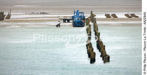 Mussel in the Bay of La Fresnaye. - © Philip Plisson / Plisson La Trinité / AA22849 - Photo Galleries - Mussel bed