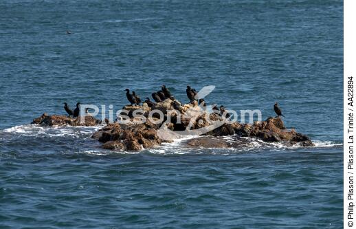 Dans La Baie de Paimpol. - © Philip Plisson / Plisson La Trinité / AA22894 - Nos reportages photos - Oiseau marin