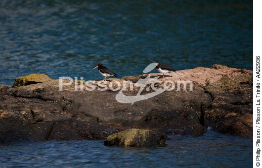 Huîtrier pie sur Bréhat. - © Philip Plisson / Plisson La Trinité / AA22936 - Nos reportages photos - Oiseau marin