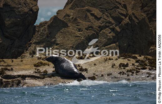 Seal on Héaux de Bréhat. - © Philip Plisson / Plisson La Trinité / AA23056 - Photo Galleries - Fauna and Flora