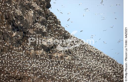Colony of Gannets on the 7 Islands. - © Philip Plisson / Plisson La Trinité / AA23221 - Photo Galleries - Seabird