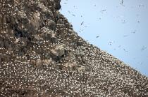 Colony of Gannets on the 7 Islands. © Philip Plisson / Pêcheur d’Images / AA23221 - Photo Galleries - Island [22]