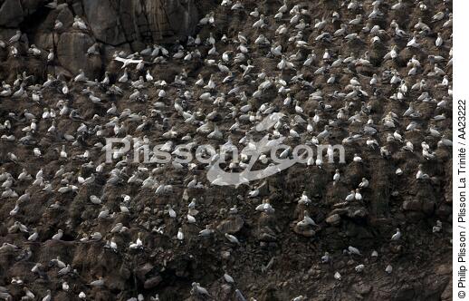 Colony of Gannets on the 7 Islands. - © Philip Plisson / Plisson La Trinité / AA23222 - Photo Galleries - Island [22]