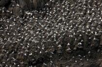 Colony of Gannets on the 7 Islands. © Philip Plisson / Pêcheur d’Images / AA23222 - Photo Galleries - Island [22]