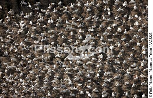 Colony of Gannets on the 7 Islands. - © Philip Plisson / Plisson La Trinité / AA23223 - Photo Galleries - Island [22]