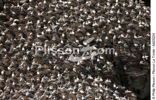 Colony of Gannets on the 7 Islands. - © Philip Plisson / Plisson La Trinité / AA23224 - Photo Galleries - Sept Iles [The]