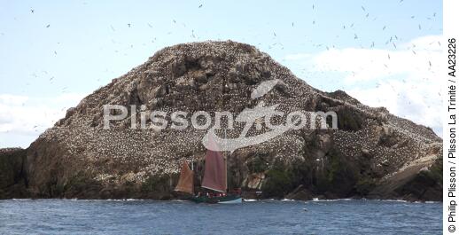 Colonie de Fou de Bassan sur les 7 Iles. - © Philip Plisson / Plisson La Trinité / AA23226 - Nos reportages photos - Oiseau marin