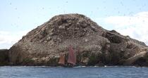 Colonie de Fou de Bassan sur les 7 Iles. © Philip Plisson / Plisson La Trinité / AA23226 - Nos reportages photos - Oiseau marin