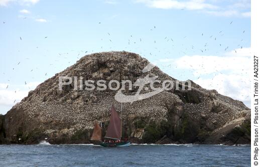Colonie de Fou de Bassan sur les 7 Iles. - © Philip Plisson / Plisson La Trinité / AA23227 - Nos reportages photos - Oiseau marin