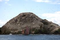 Colonie de Fou de Bassan sur les 7 Iles. © Philip Plisson / Plisson La Trinité / AA23227 - Nos reportages photos - Sloup langoustier