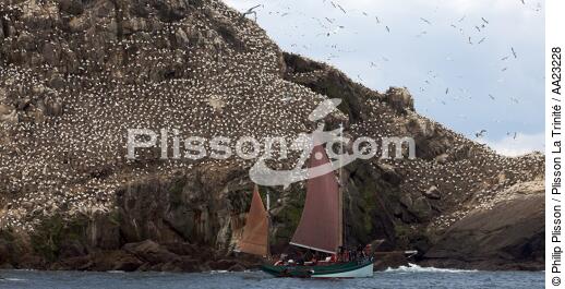 Colonie de Fou de Bassan sur les 7 Iles. - © Philip Plisson / Plisson La Trinité / AA23228 - Nos reportages photos - Oiseau marin