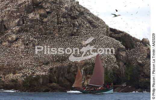 Colonie de Fou de Bassan sur les 7 Iles. - © Philip Plisson / Plisson La Trinité / AA23229 - Nos reportages photos - Oiseau marin