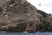 Colonie de Fou de Bassan sur les 7 Iles. © Philip Plisson / Plisson La Trinité / AA23229 - Nos reportages photos - Oiseau marin