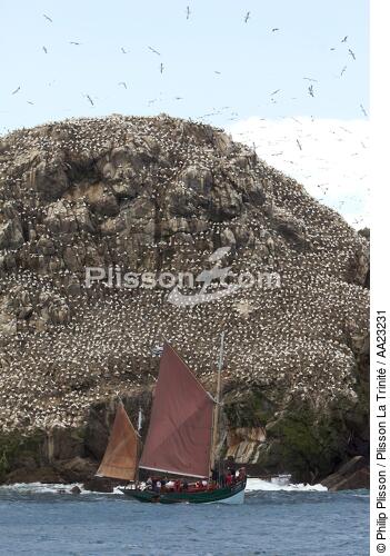 Colonie de Fou de Bassan sur les 7 Iles. - © Philip Plisson / Plisson La Trinité / AA23231 - Nos reportages photos - Oiseau marin