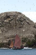 Colony of Gannets on the 7 Islands. © Philip Plisson / Pêcheur d’Images / AA23231 - Photo Galleries - Island [22]