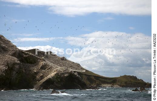 Colonie de Fou de Bassan sur les 7 Iles. - © Philip Plisson / Plisson La Trinité / AA23232 - Nos reportages photos - Oiseau marin