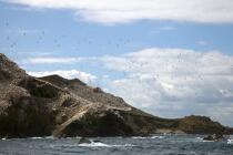 Colonie de Fou de Bassan sur les 7 Iles. © Philip Plisson / Plisson La Trinité / AA23232 - Nos reportages photos - Oiseau marin