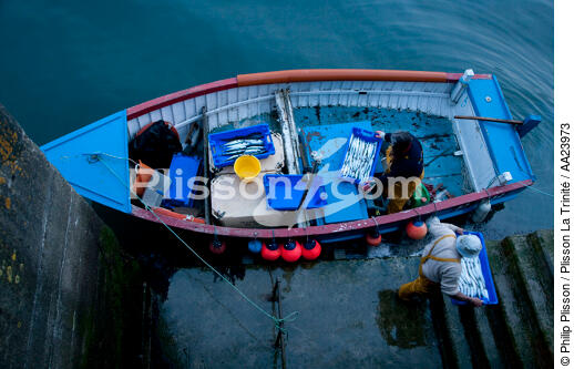Déchargement du poisson à Newlyn en Cornouailles. - © Philip Plisson / Plisson La Trinité / AA23973 - Nos reportages photos - Barque
