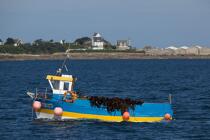 Seaweed in the bay of Morlaix. © Philip Plisson / Plisson La Trinité / AA24056 - Photo Galleries - Fishing vessel