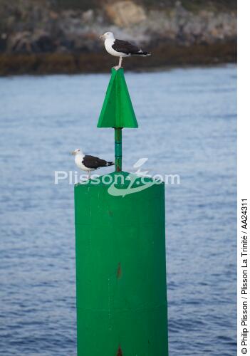 Balise à Ouessant - © Philip Plisson / Plisson La Trinité / AA24311 - Nos reportages photos - Oiseau marin