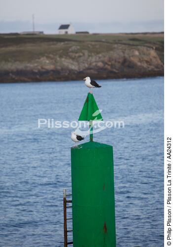 Balise à Ouessant - © Philip Plisson / Plisson La Trinité / AA24312 - Nos reportages photos - Oiseau marin