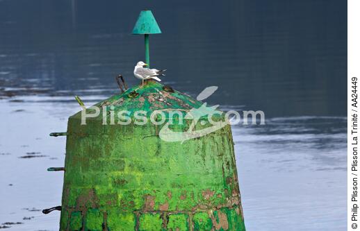 Buoy on Aber Wrac'h. - © Philip Plisson / Plisson La Trinité / AA24449 - Photo Galleries - Seabird