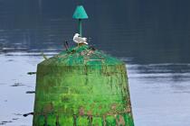 Balise sur l'Aber Wrac'h. © Philip Plisson / Plisson La Trinité / AA24449 - Nos reportages photos - Oiseau marin