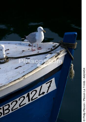 Sur l'Aber Wrac'h. - © Philip Plisson / Plisson La Trinité / AA24454 - Nos reportages photos - Oiseau marin