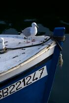 Sur l'Aber Wrac'h. © Philip Plisson / Plisson La Trinité / AA24454 - Nos reportages photos - Oiseau marin