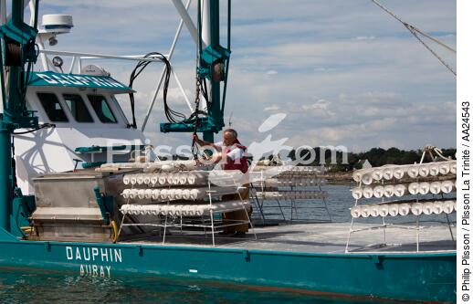 Oyster farming in La Trinité sur mer. - © Philip Plisson / Plisson La Trinité / AA24543 - Photo Galleries - Trinité-sur-Mer [The]