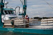 Oyster farming in La Trinité sur mer. © Philip Plisson / Plisson La Trinité / AA24543 - Photo Galleries - France