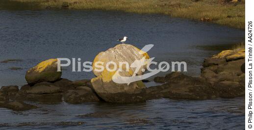 Aven river. - © Philip Plisson / Plisson La Trinité / AA24726 - Photo Galleries - Gull [small]