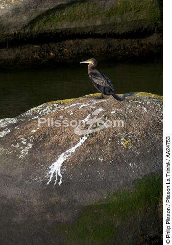 Sur l'Aven. - © Philip Plisson / Plisson La Trinité / AA24753 - Nos reportages photos - Oiseau marin