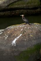 Sur l'Aven. © Philip Plisson / Plisson La Trinité / AA24753 - Nos reportages photos - Oiseau marin
