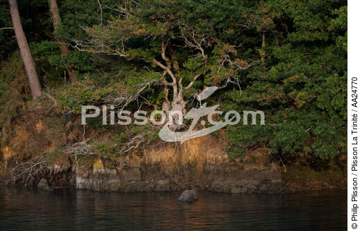 On the Belon river. - © Philip Plisson / Plisson La Trinité / AA24770 - Photo Galleries - Tree