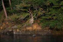 On the Belon river. © Philip Plisson / Plisson La Trinité / AA24770 - Photo Galleries - Tree