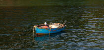On the Belon river. © Philip Plisson / Plisson La Trinité / AA24774 - Photo Galleries - Small boat
