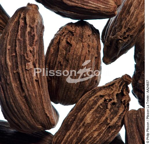 Cocoa bean. - © Philip Plisson / Plisson La Trinité / AA24837 - Photo Galleries - Fauna and Flora