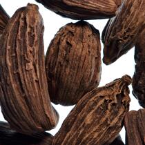 Fève de cacao. © Philip Plisson / Plisson La Trinité / AA24837 - Nos reportages photos - Flore