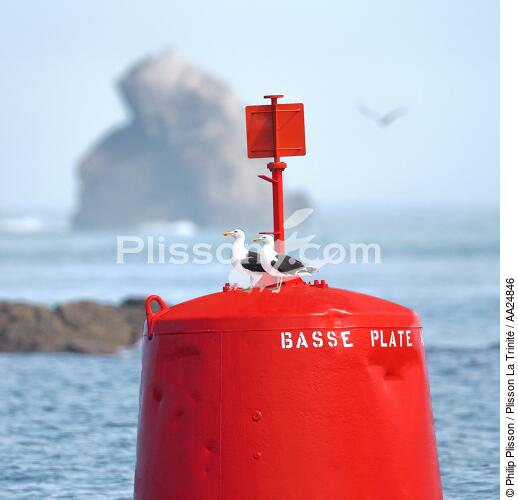 Buoy port - © Philip Plisson / Plisson La Trinité / AA24846 - Photo Galleries - Seabird