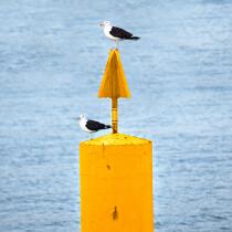 Balise jaune © Philip Plisson / Plisson La Trinité / AA24847 - Nos reportages photos - Oiseau marin