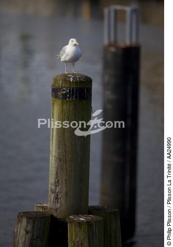 Port-Rhu à Douarnenez. - © Philip Plisson / Plisson La Trinité / AA24990 - Nos reportages photos - Oiseau marin
