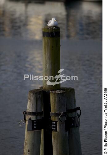 Port-Rhu in Douarnenez. - © Philip Plisson / Plisson La Trinité / AA24991 - Photo Galleries - Seabird