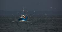 Fishing vessel at Douarnenez. © Philip Plisson / Plisson La Trinité / AA25032 - Photo Galleries - Fishing vessel